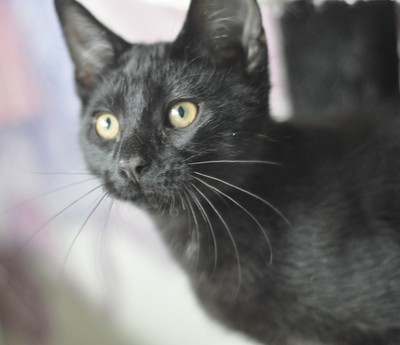 Raven - Domestic Short Hair