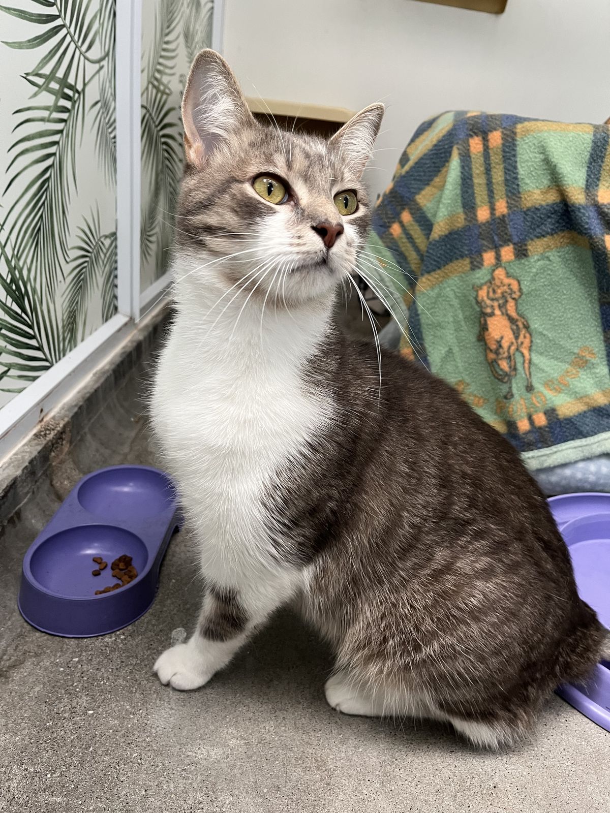 Gallery image: Kuzco