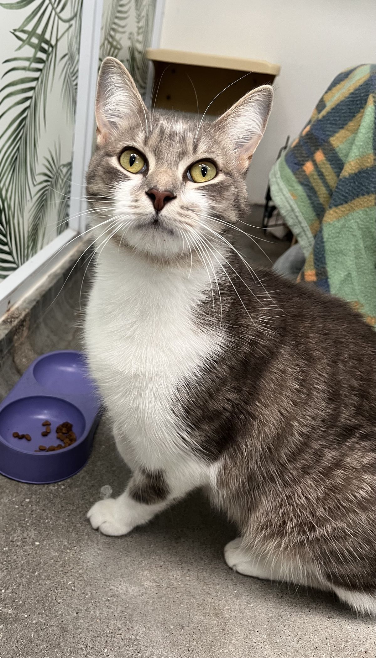 Gallery image: Kuzco