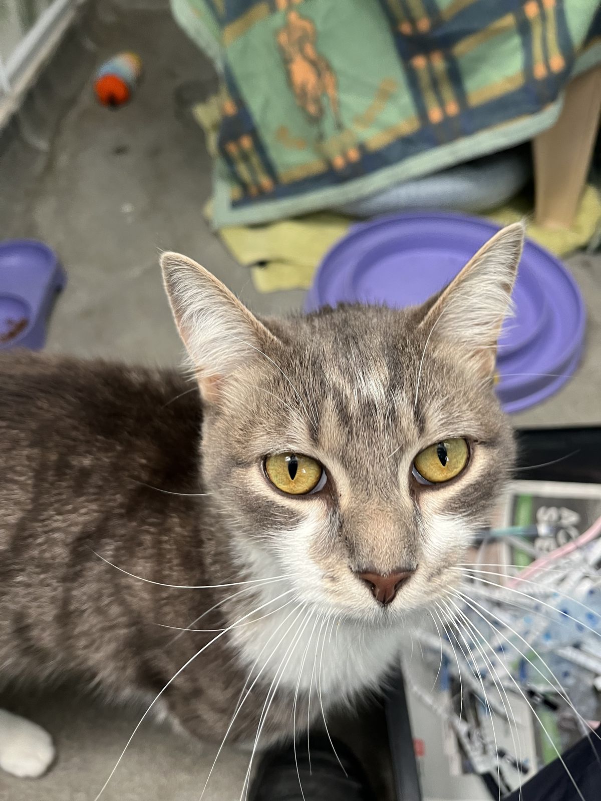 Gallery image: Kuzco