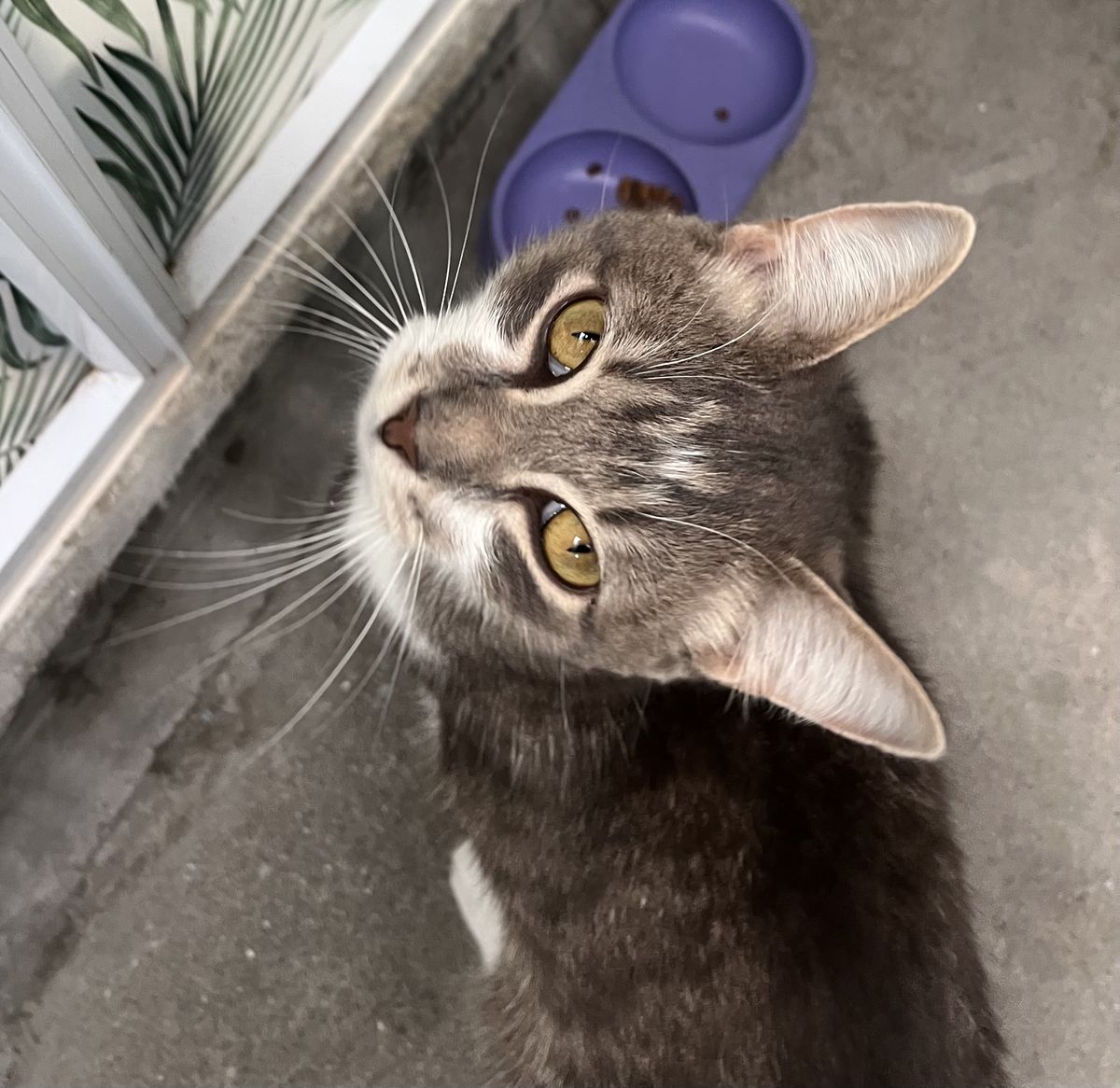 Gallery image: Kuzco