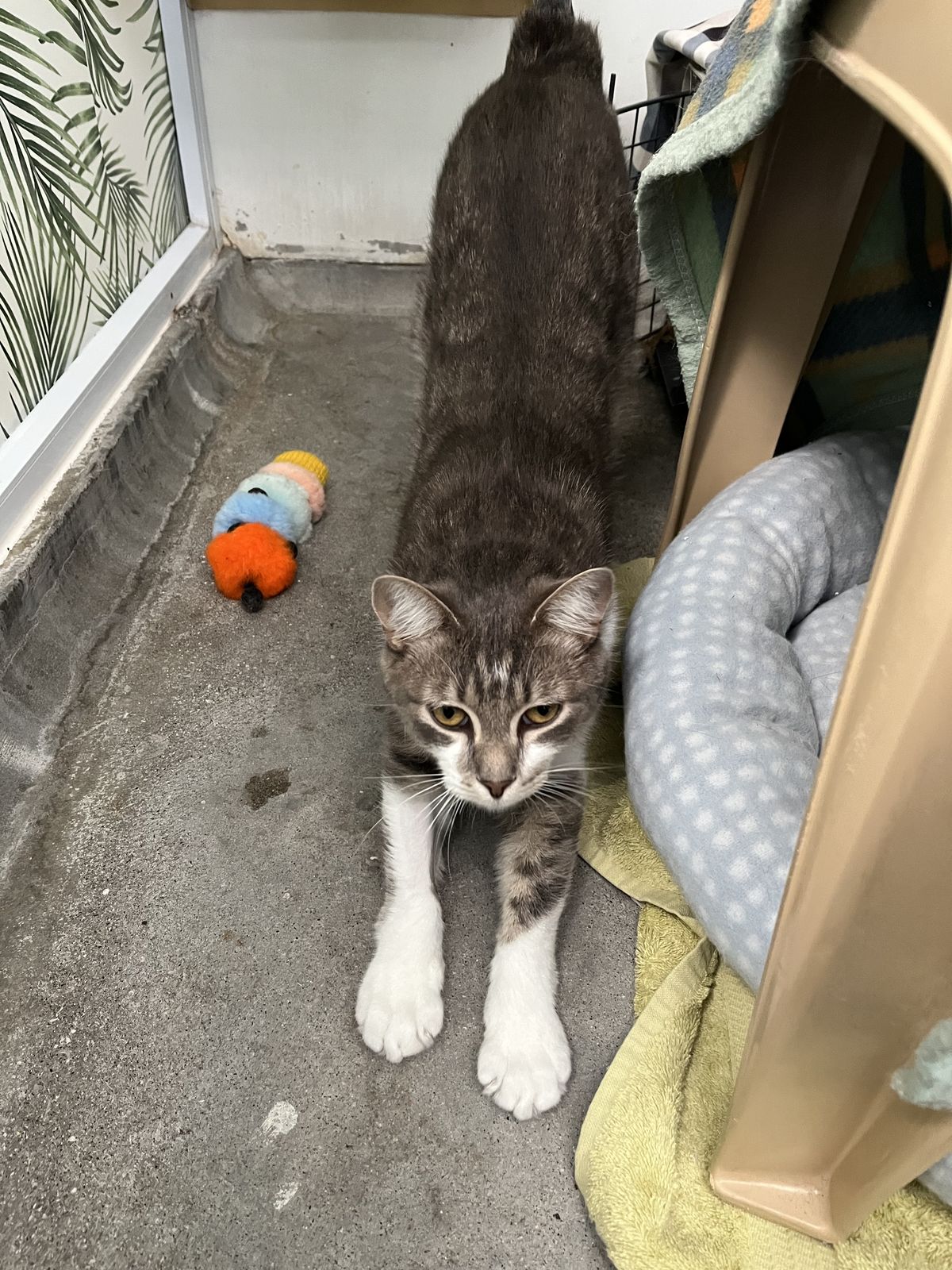 Gallery image: Kuzco