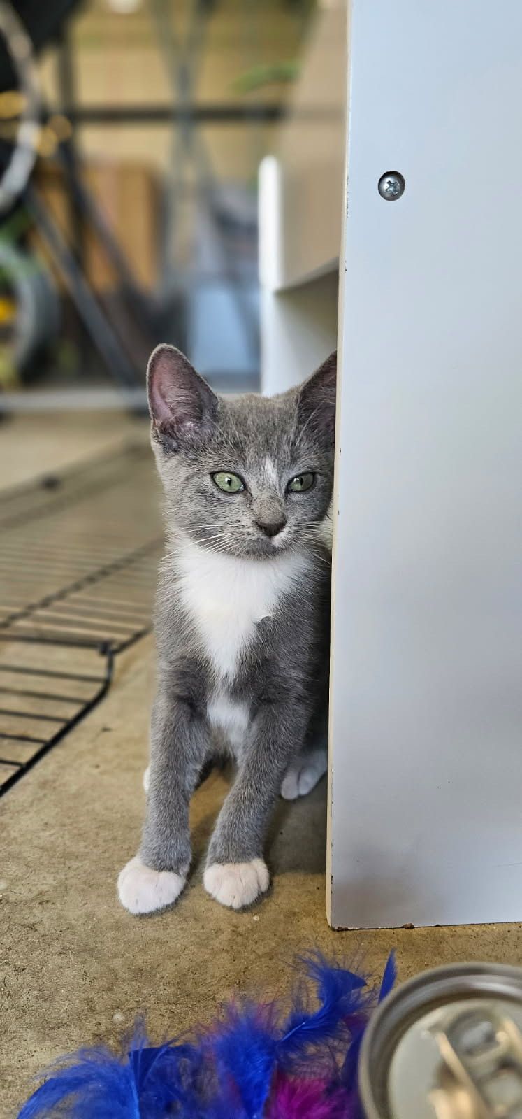 Gallery image: Tweety