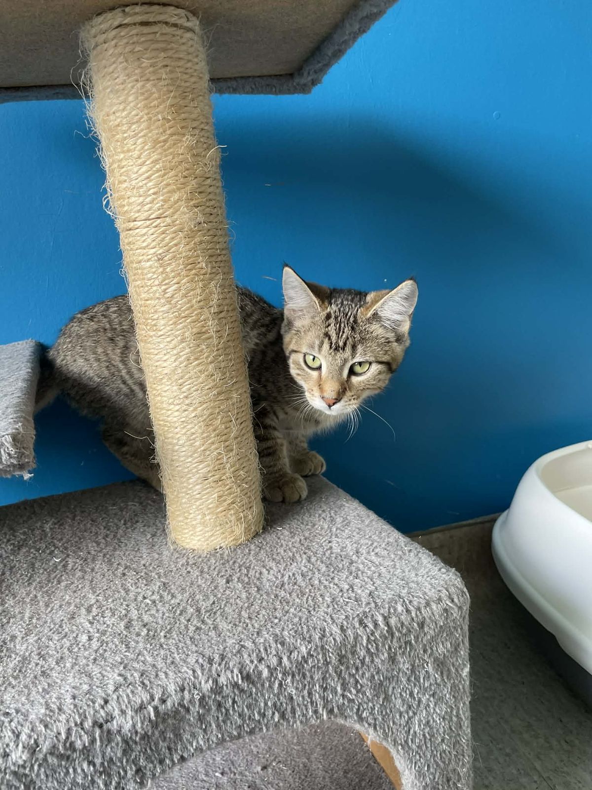 Gallery image: Mouse