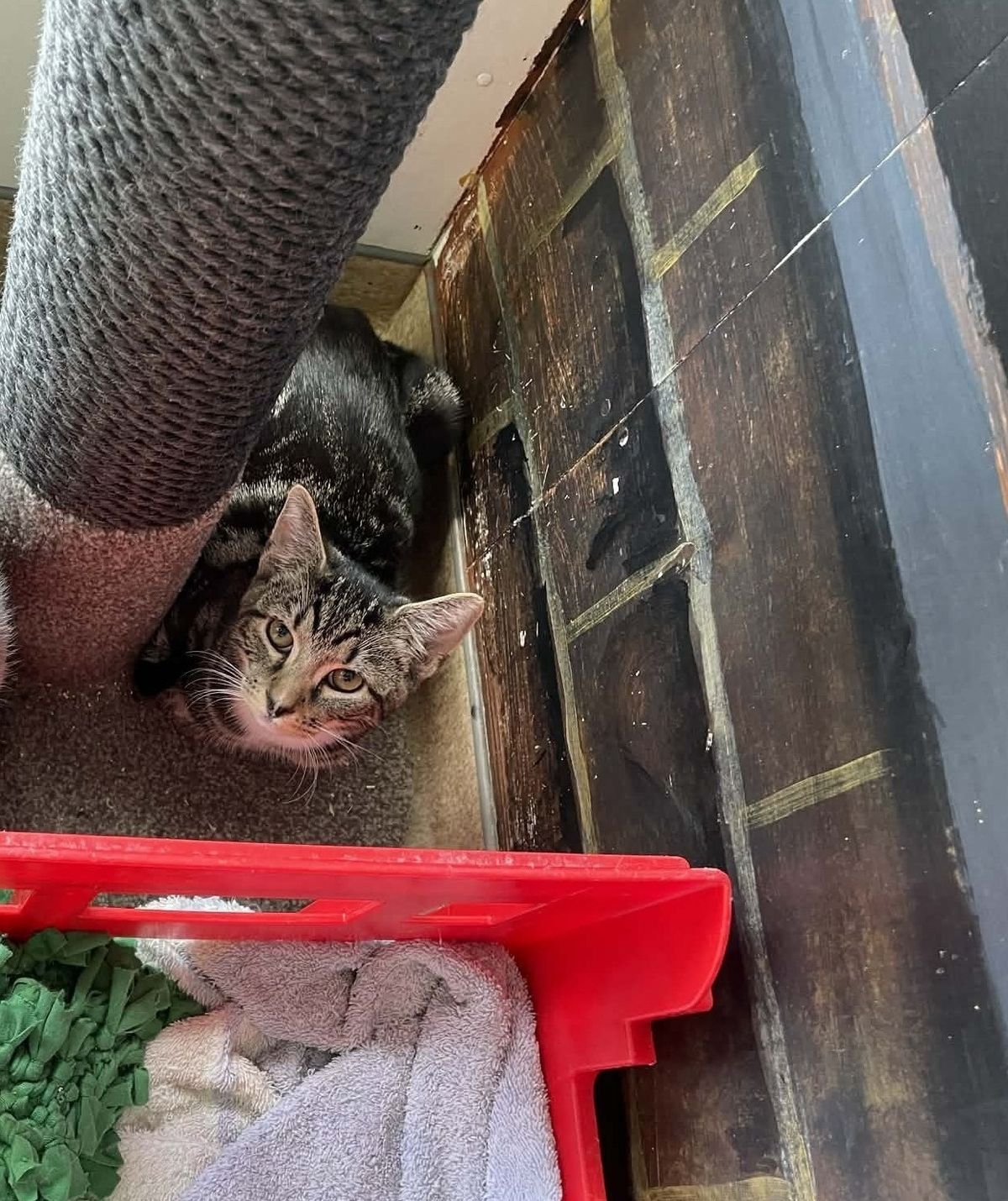 Gallery image: Mouse