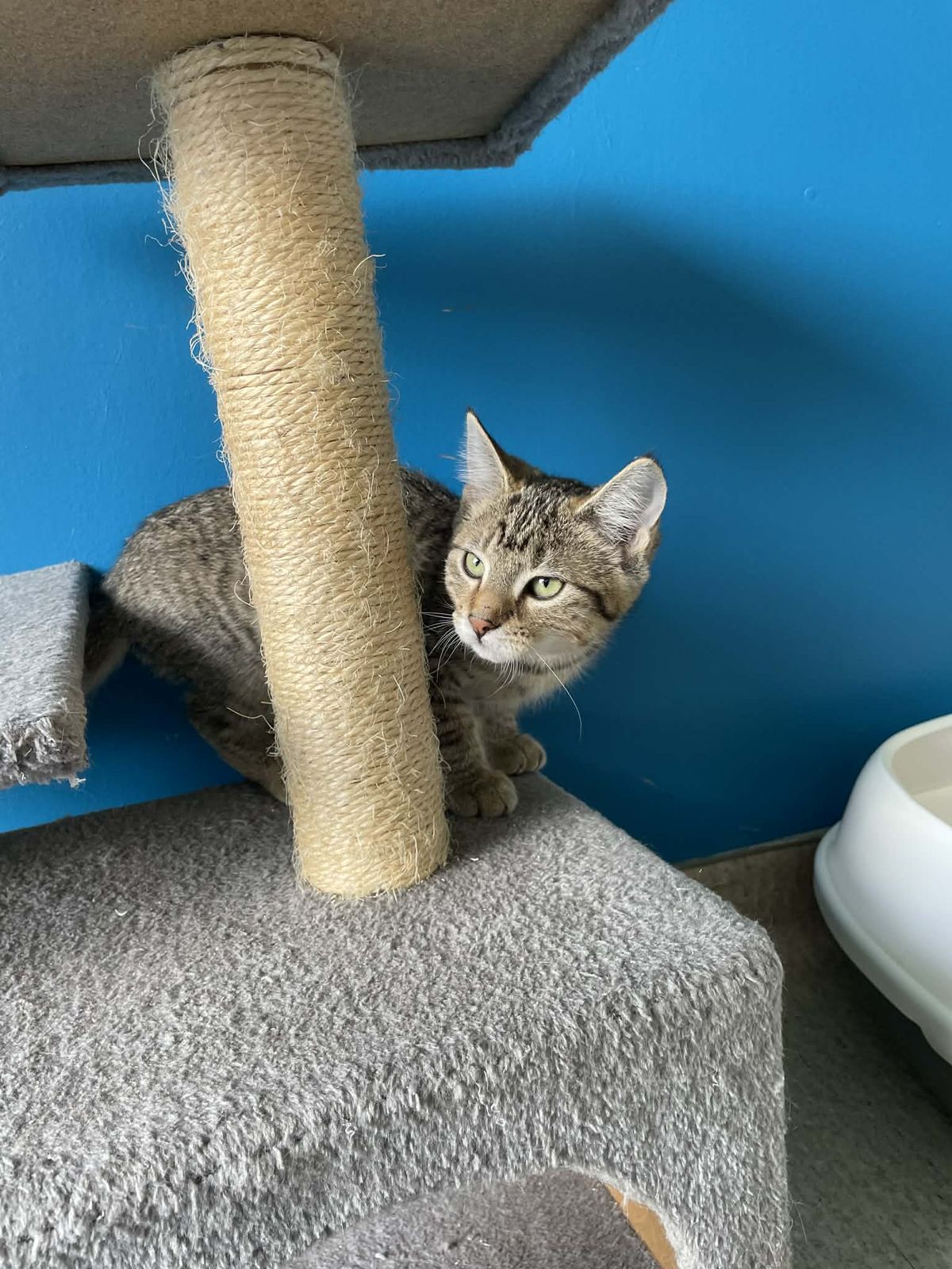 Gallery image: Mouse