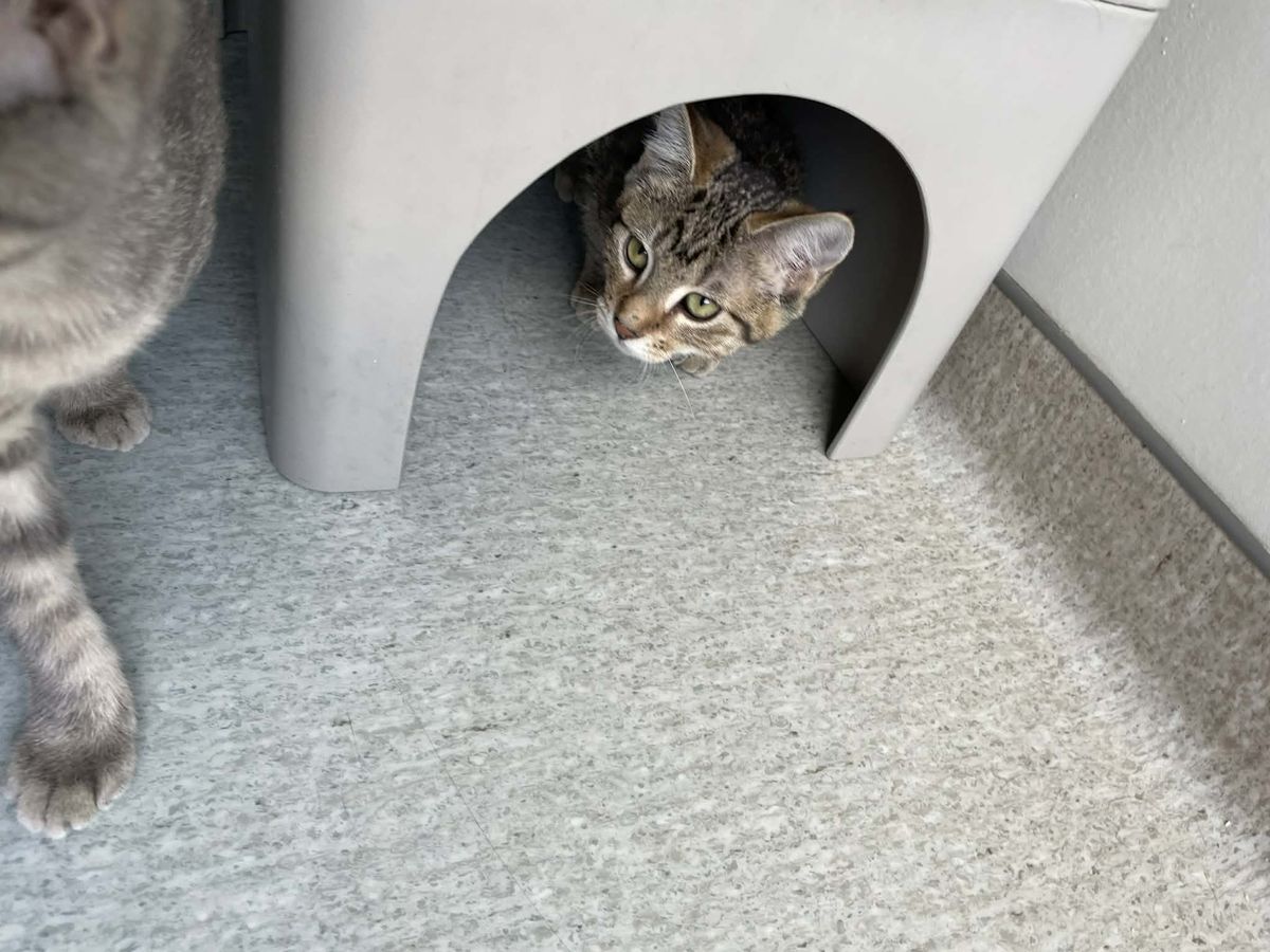 Gallery image: Mouse