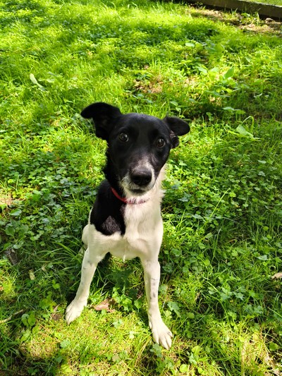 Marley  - Jack Russell Terrier