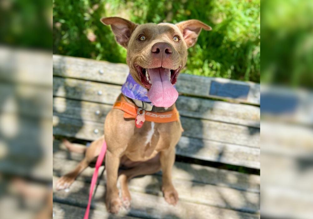 From rescued to rehomed: Gracie’s story 