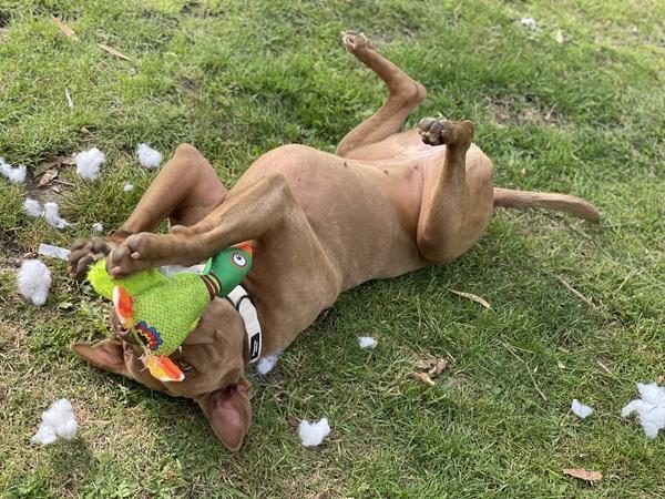 Gracie playing with duck toy on the grass
