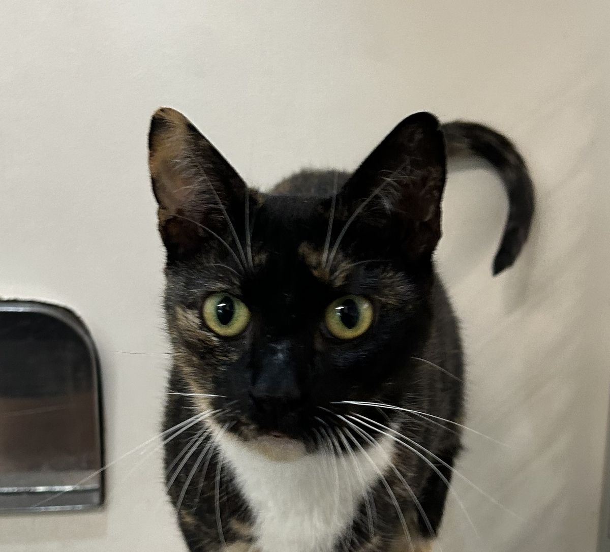 Gallery image: Sasha