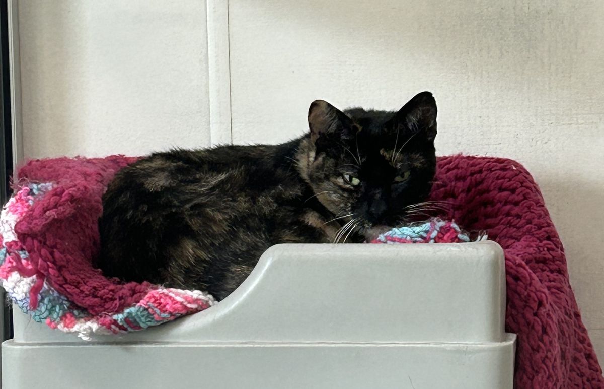 Gallery image: Sasha