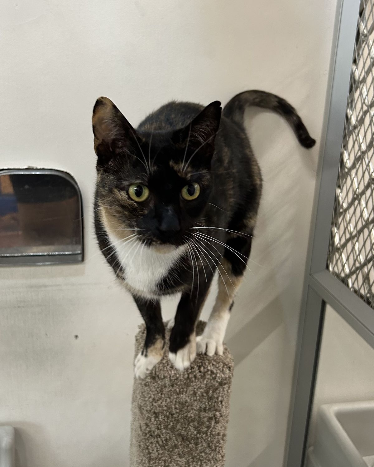 Gallery image: Sasha