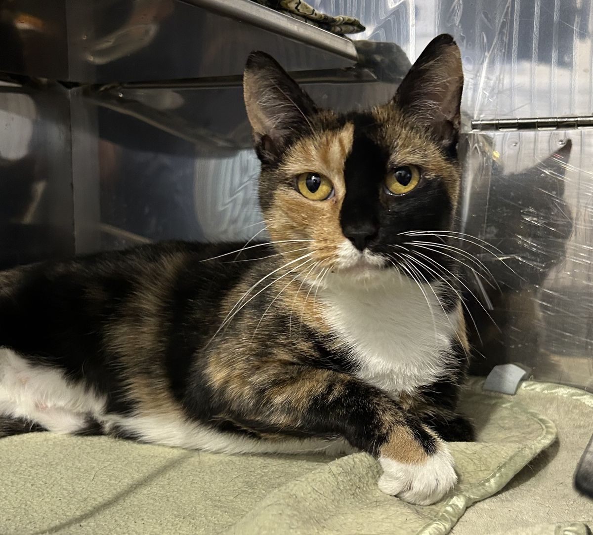 Gallery image: Shelby