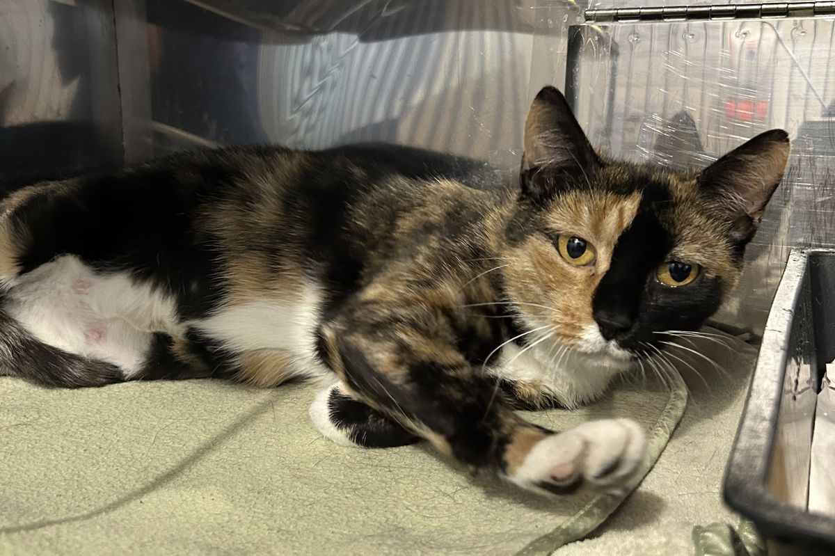 Gallery image: Shelby