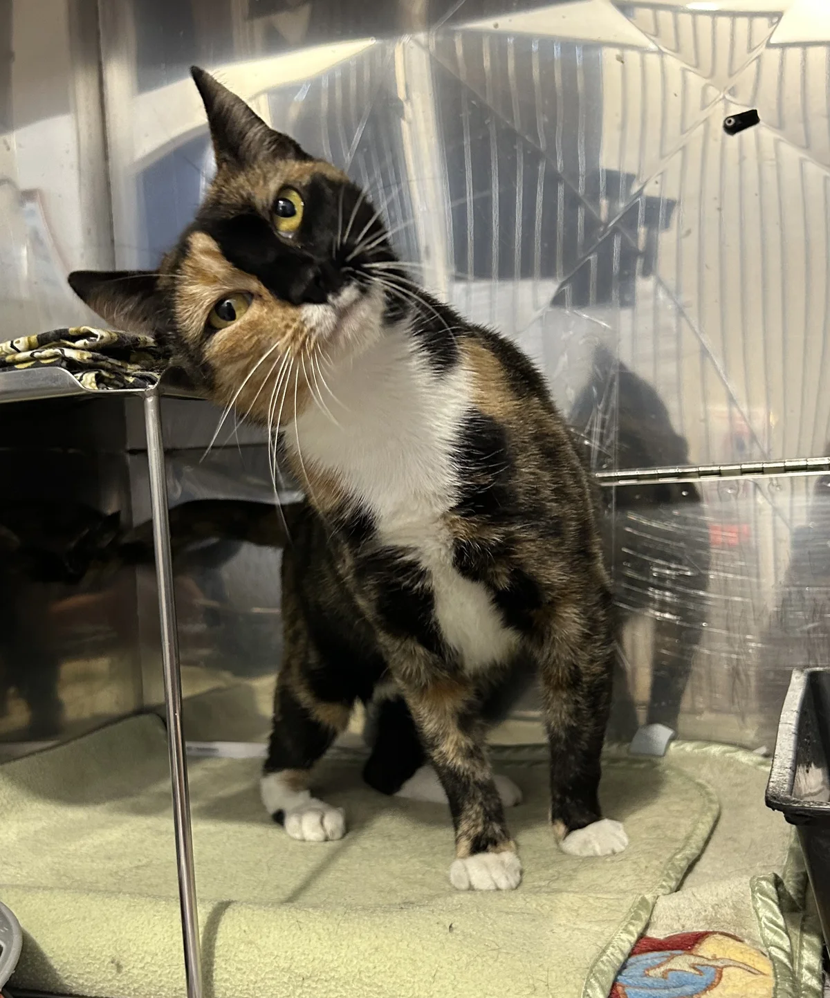 Gallery image: Shelby