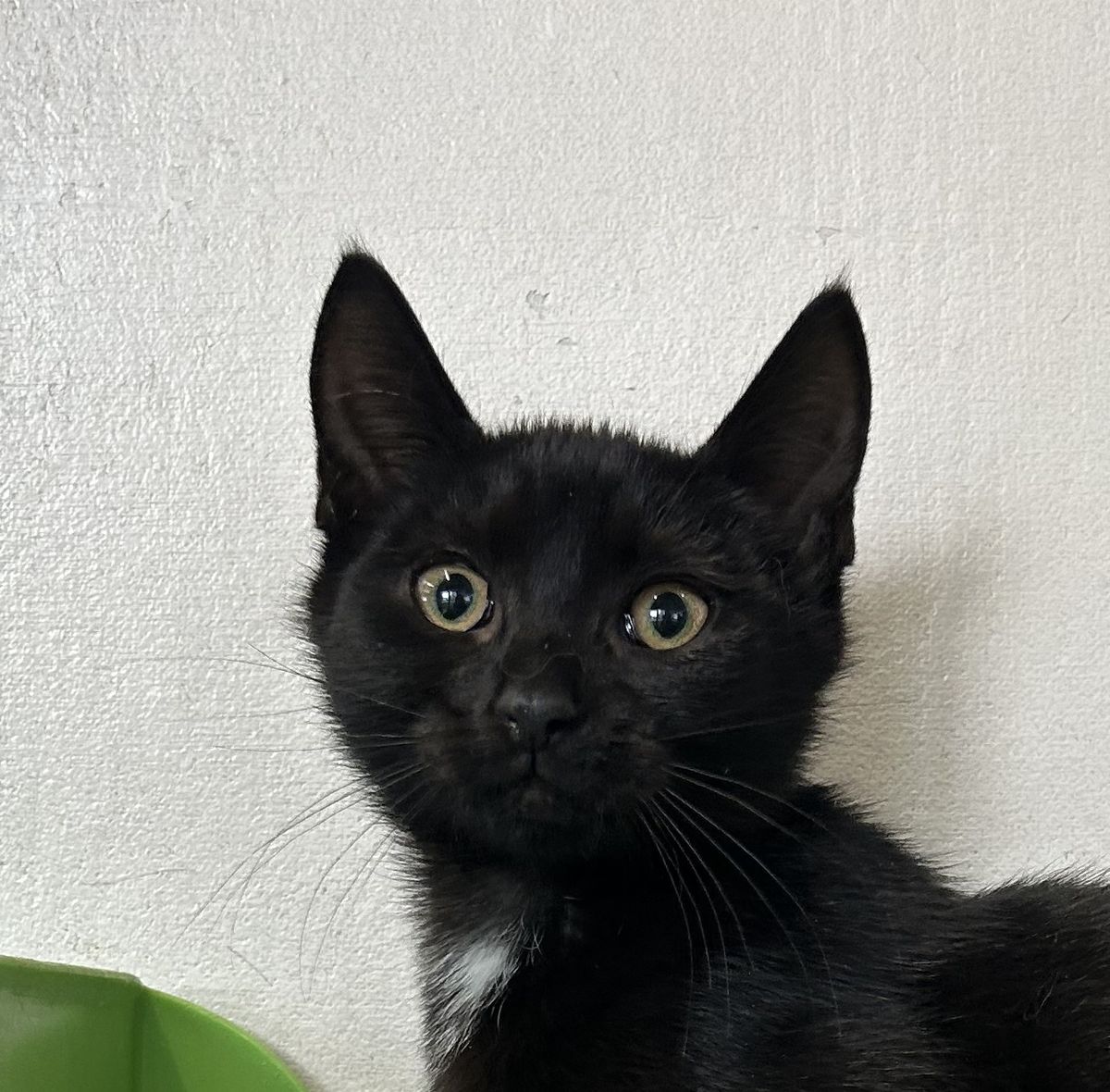 Gallery image: Marmite