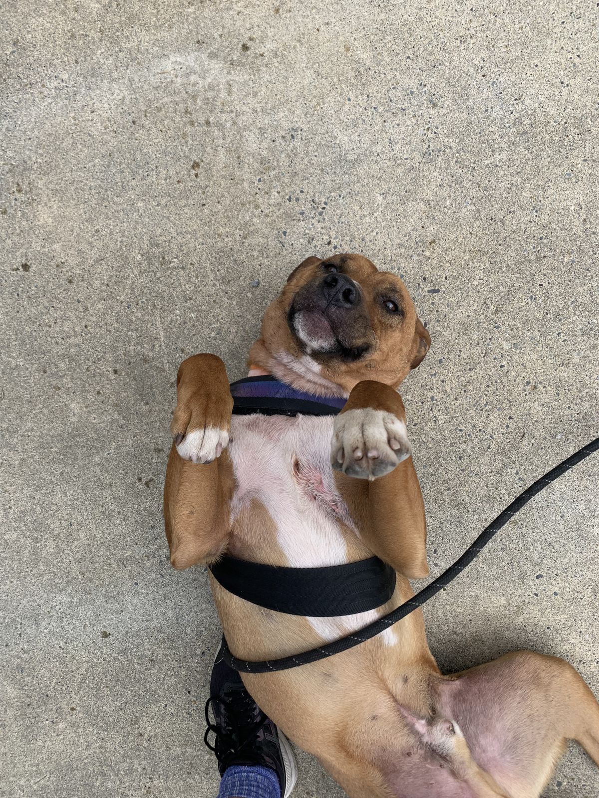 Gallery image: Rusty