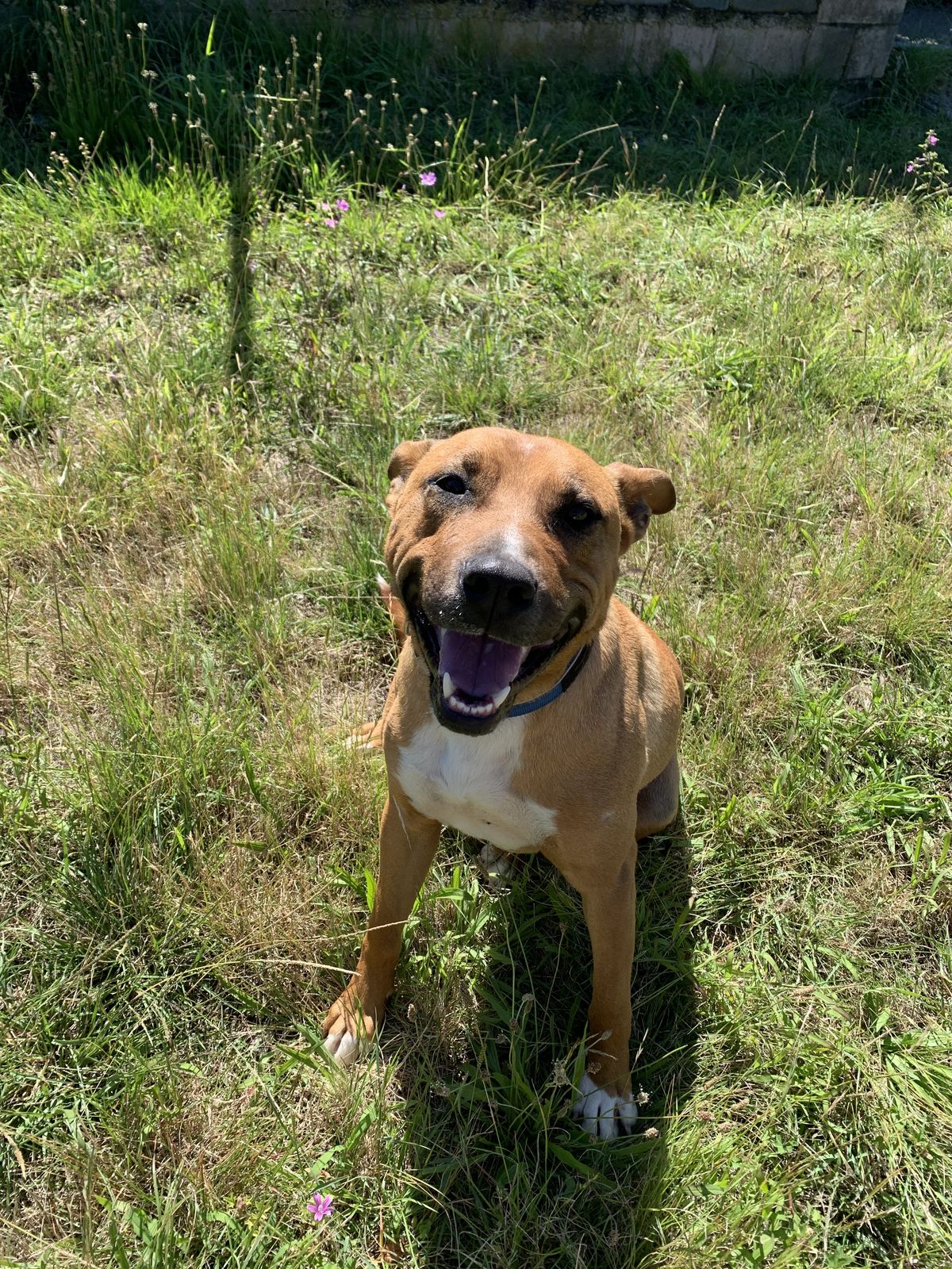 Gallery image: Rusty