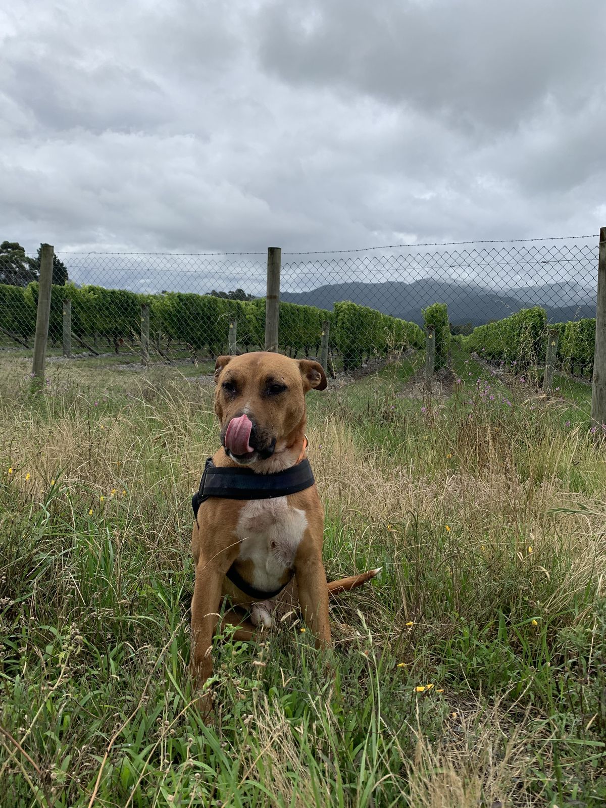 Gallery image: Rusty