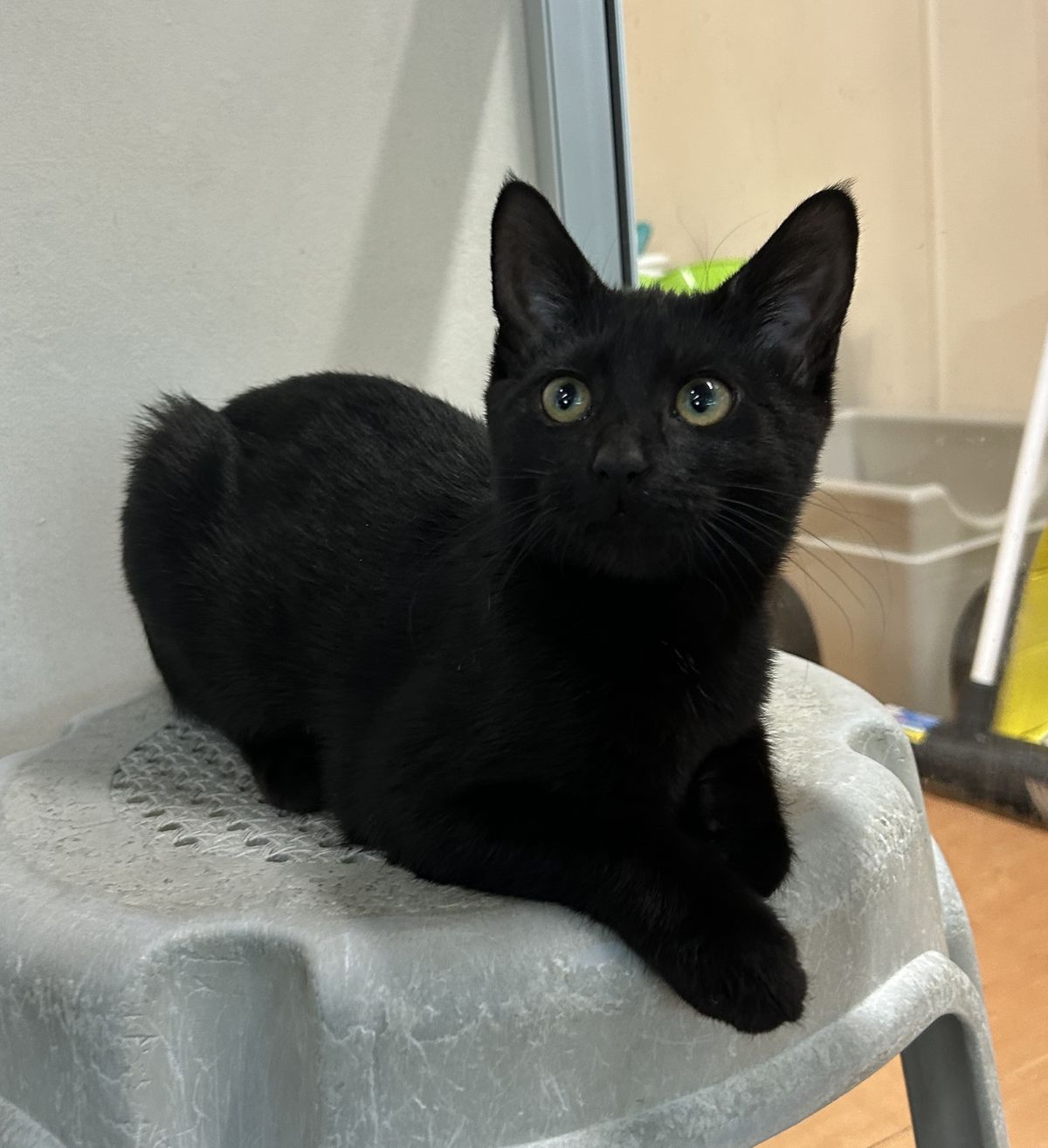 Gallery image: Fudge