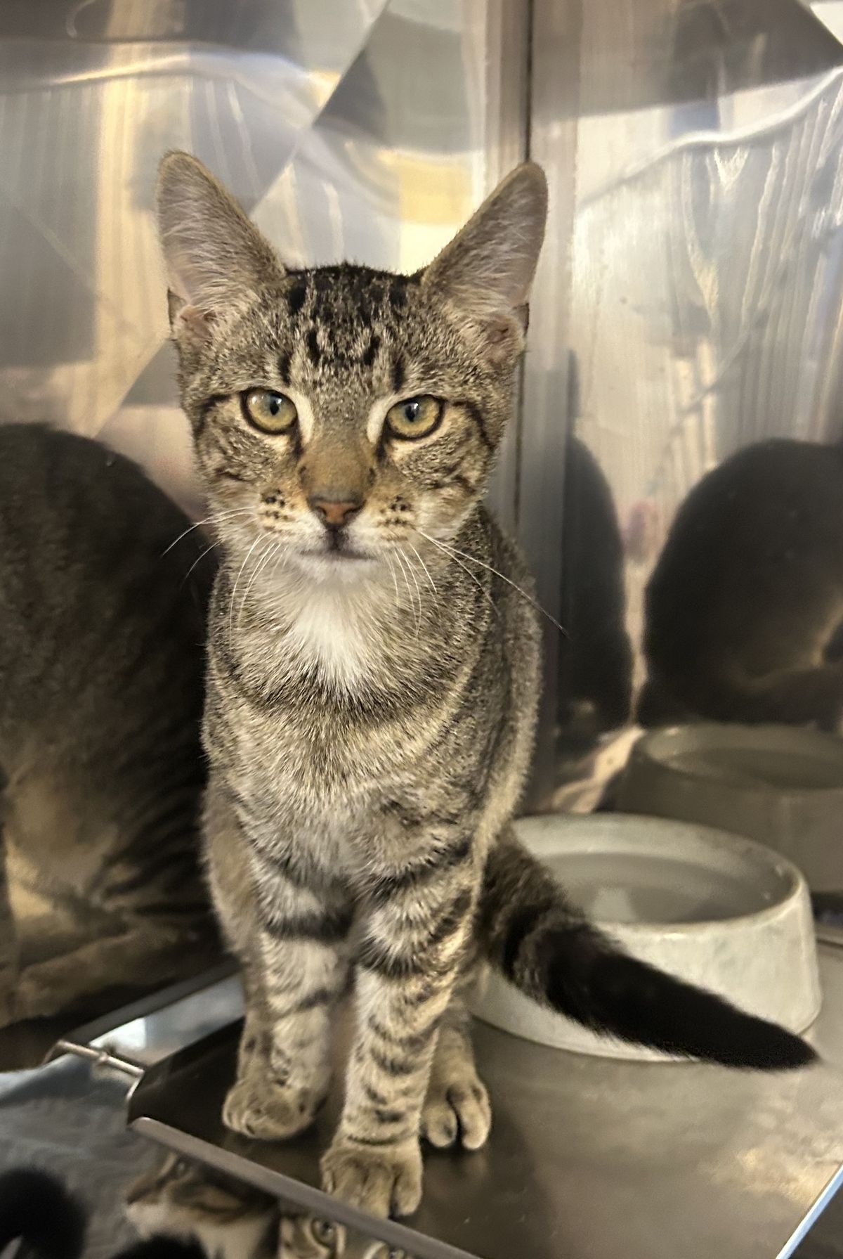 Gallery image: Reggie