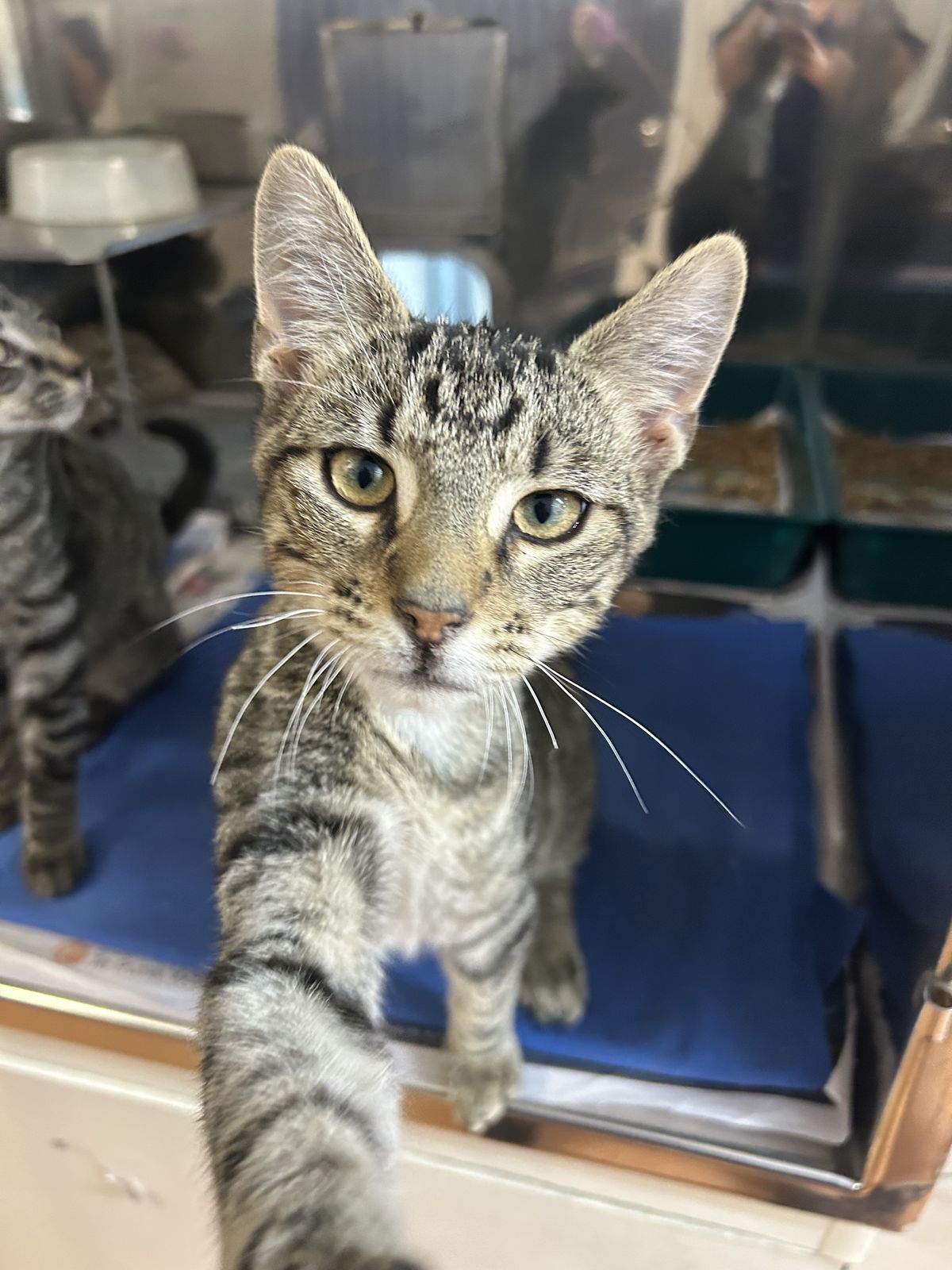 Gallery image: Reggie