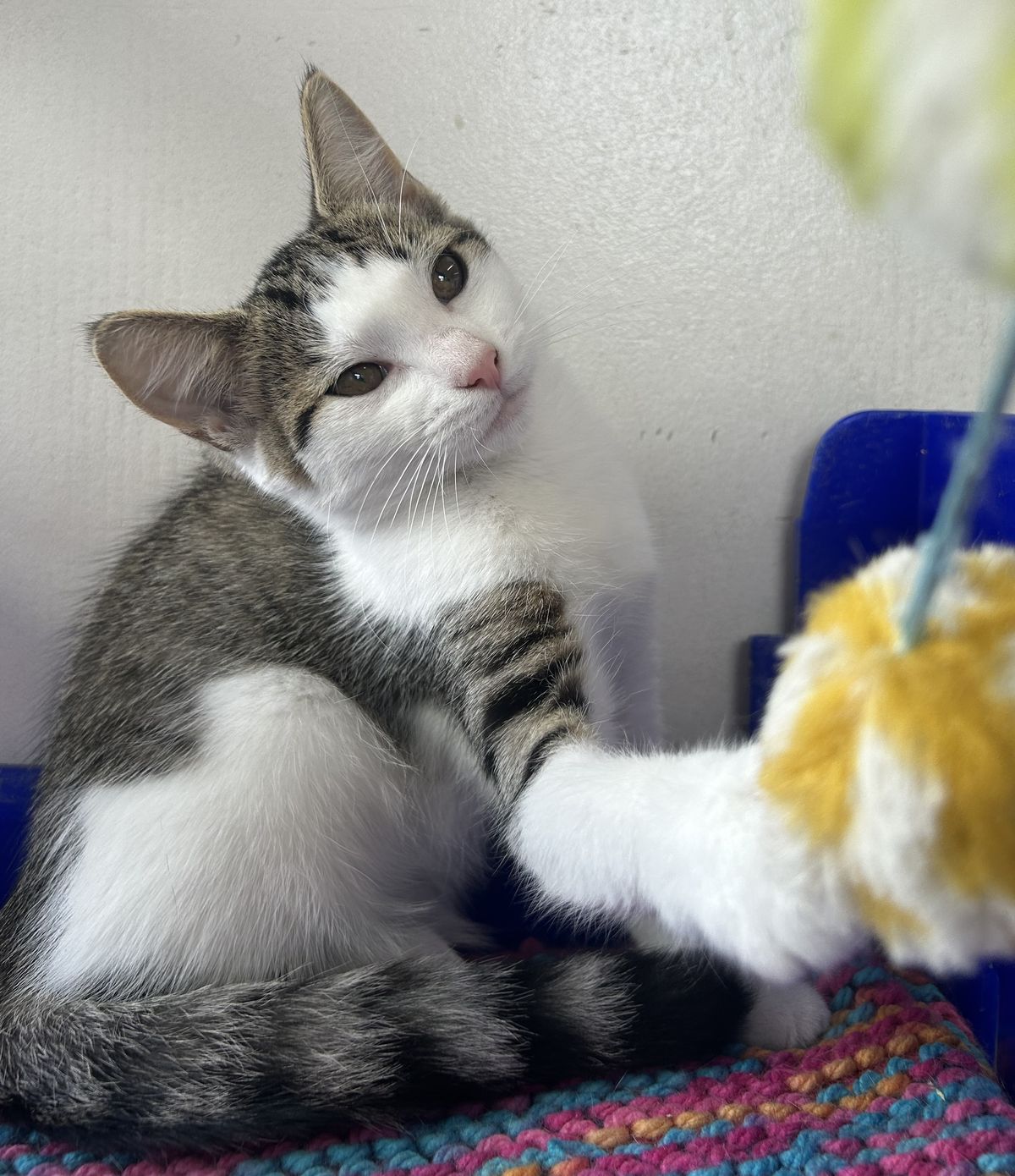 Gallery image: Charm