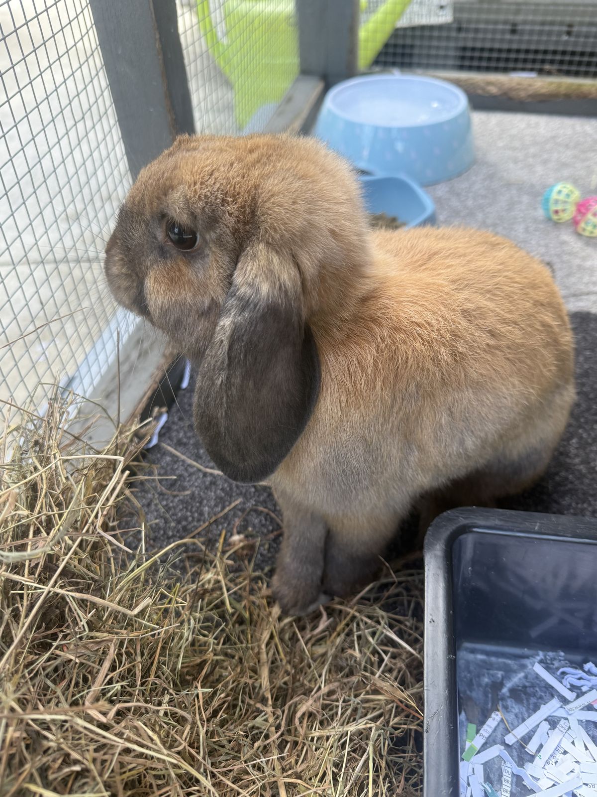 Gallery image: Cinnabun