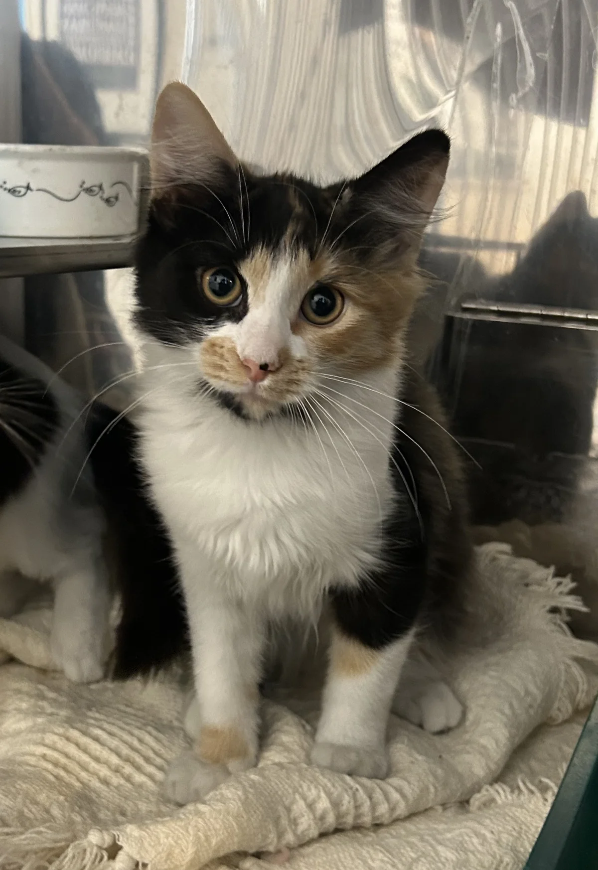 Gallery image: Truffles