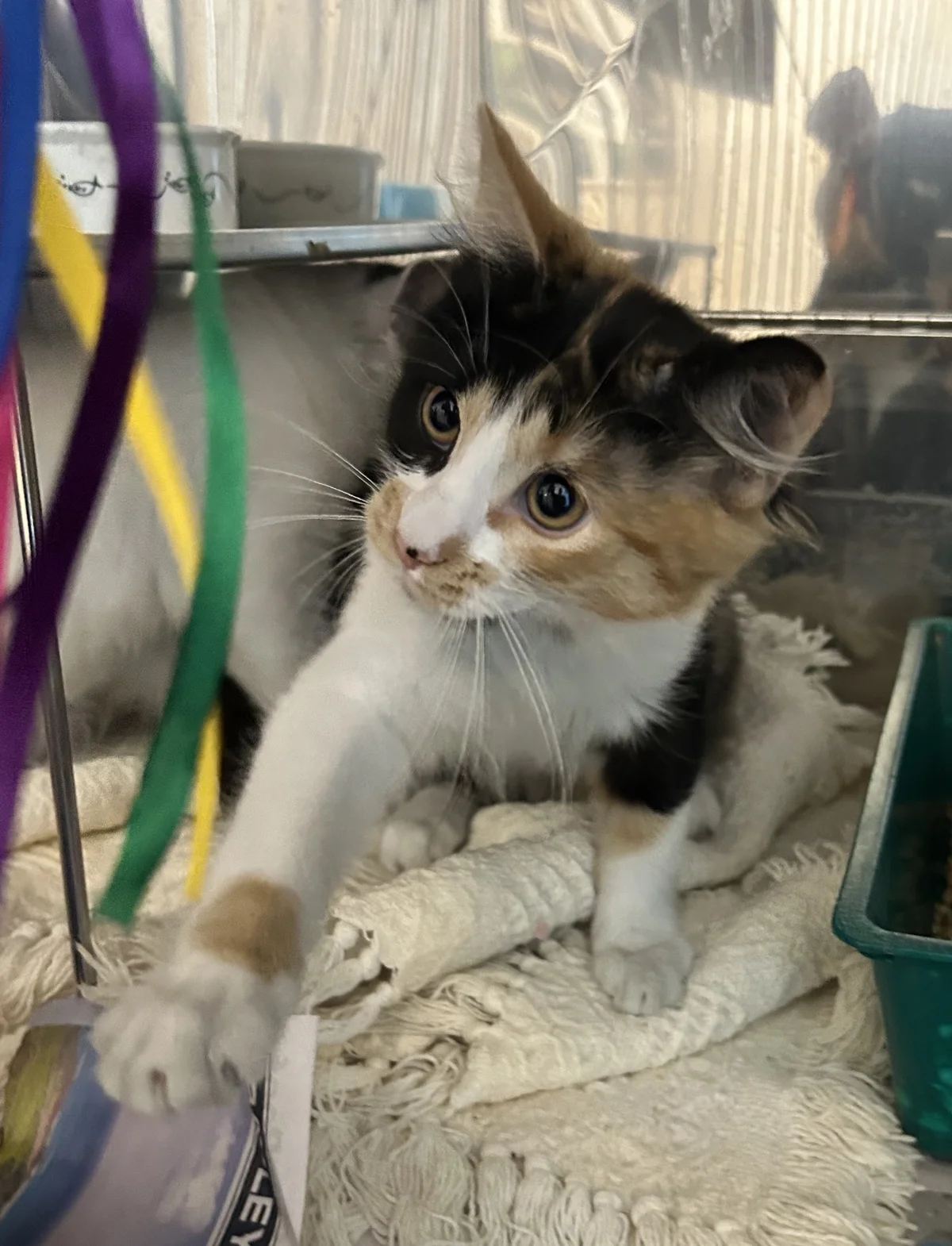 Gallery image: Truffles