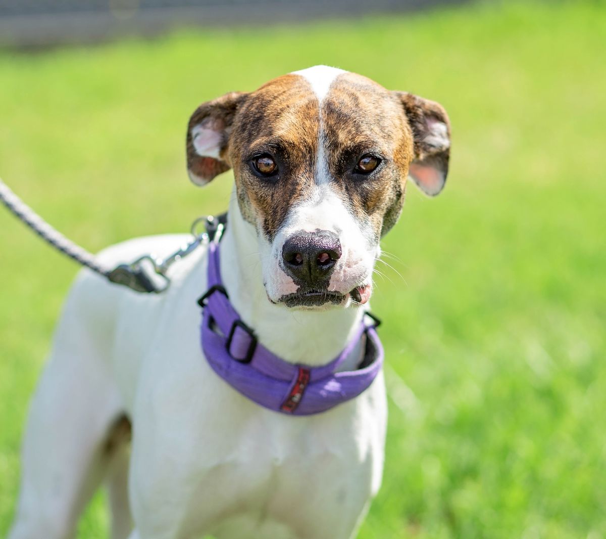 Gallery image: Shorty