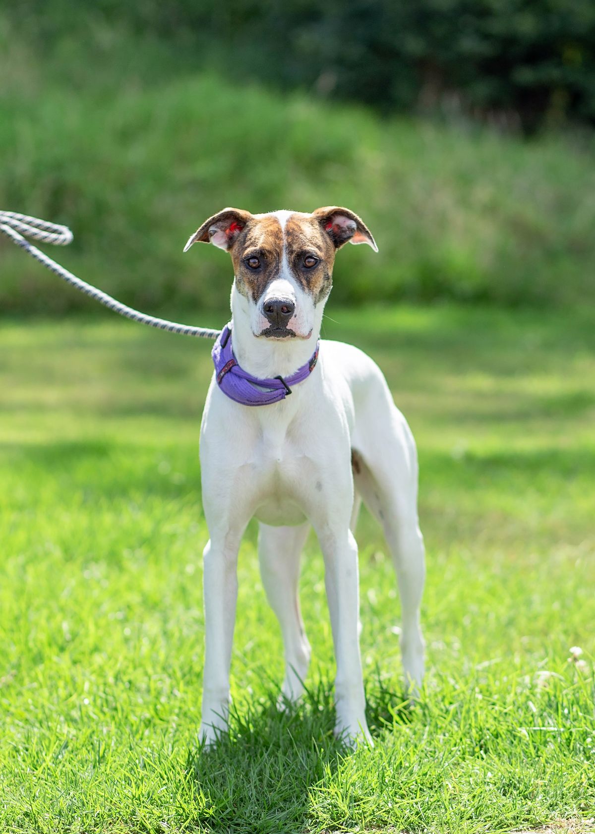 Gallery image: Shorty