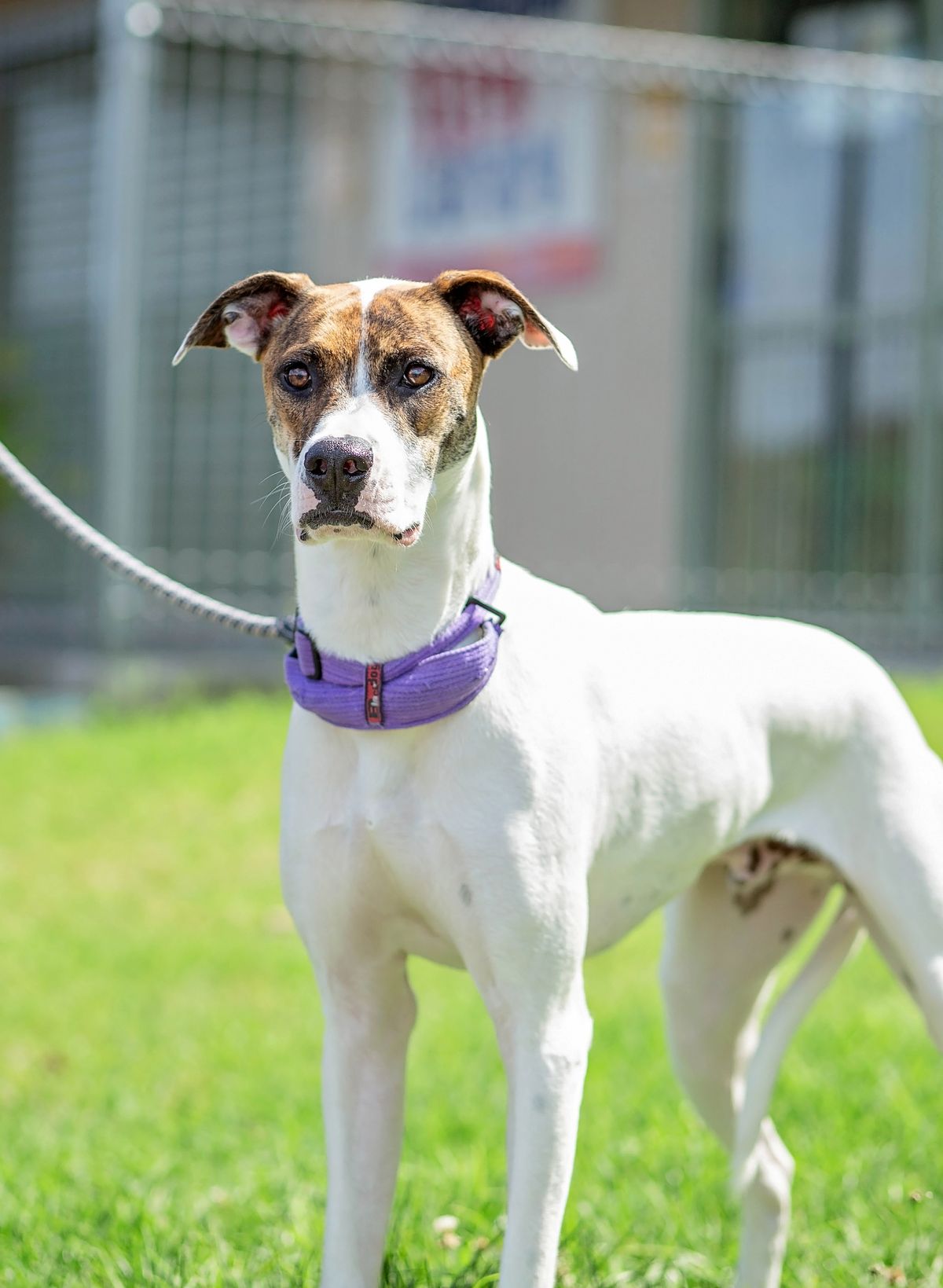 Gallery image: Shorty