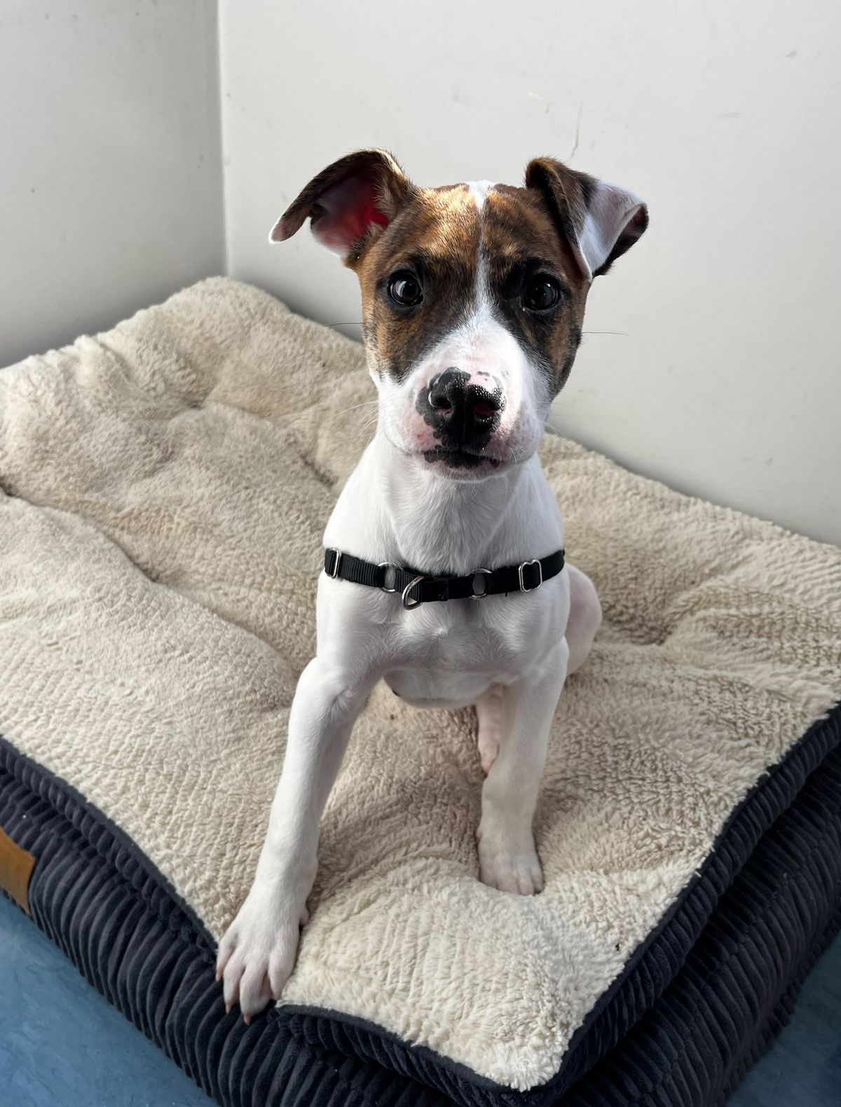 Gallery image: Shorty