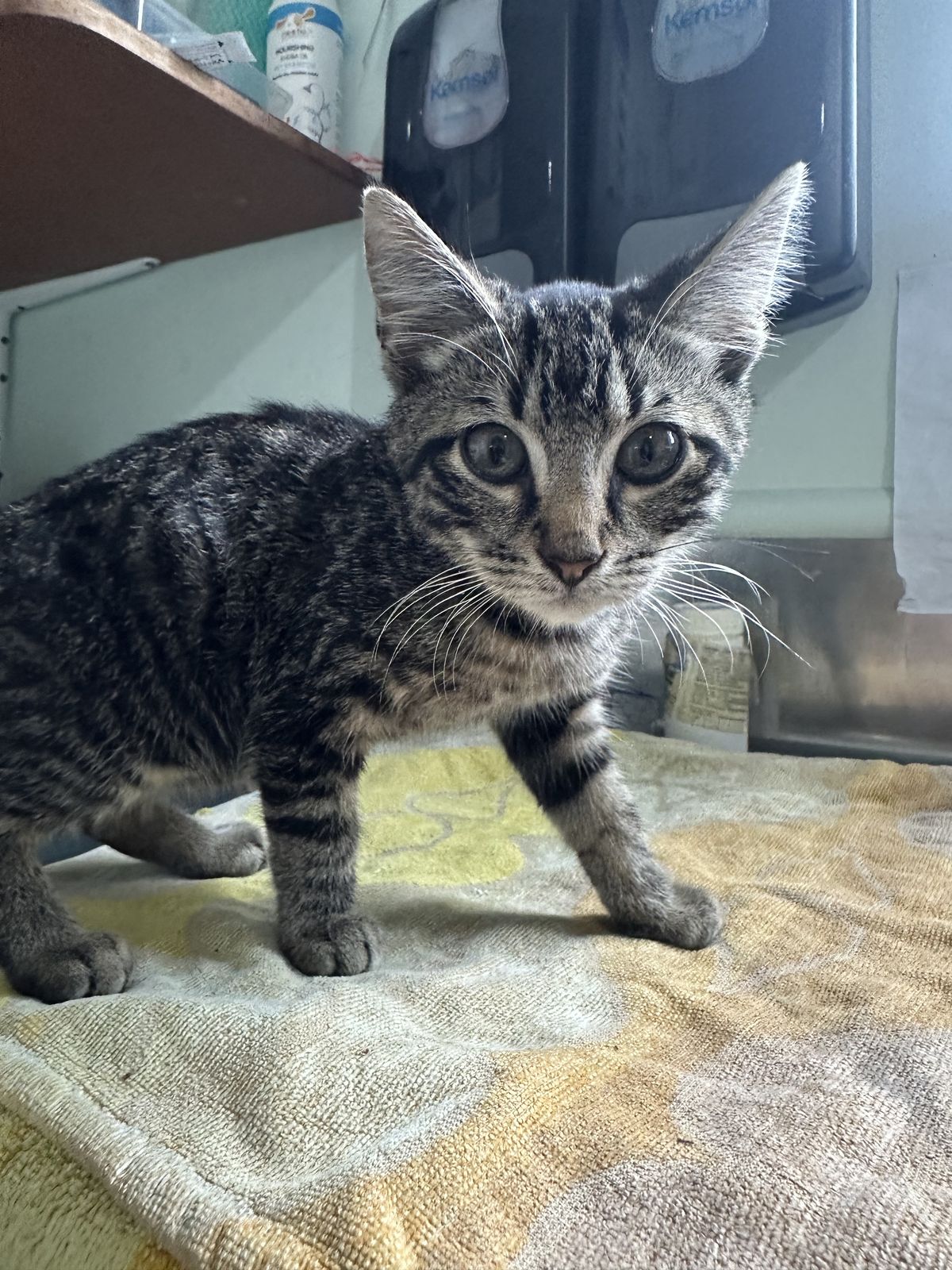 Gallery image: Saint Joe