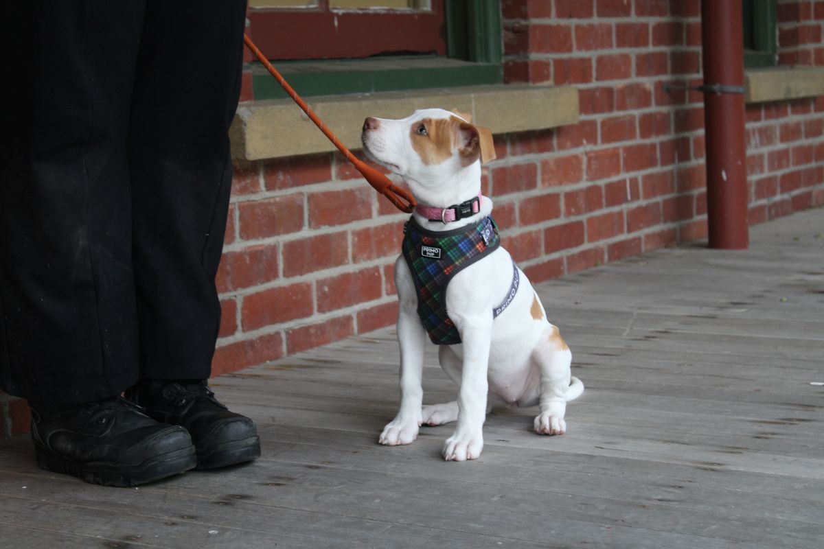 Gallery image: Pebbles