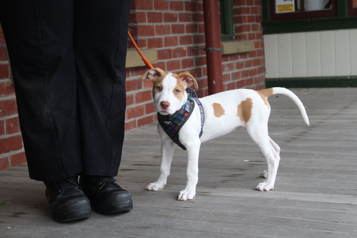 Gallery image: Pebbles