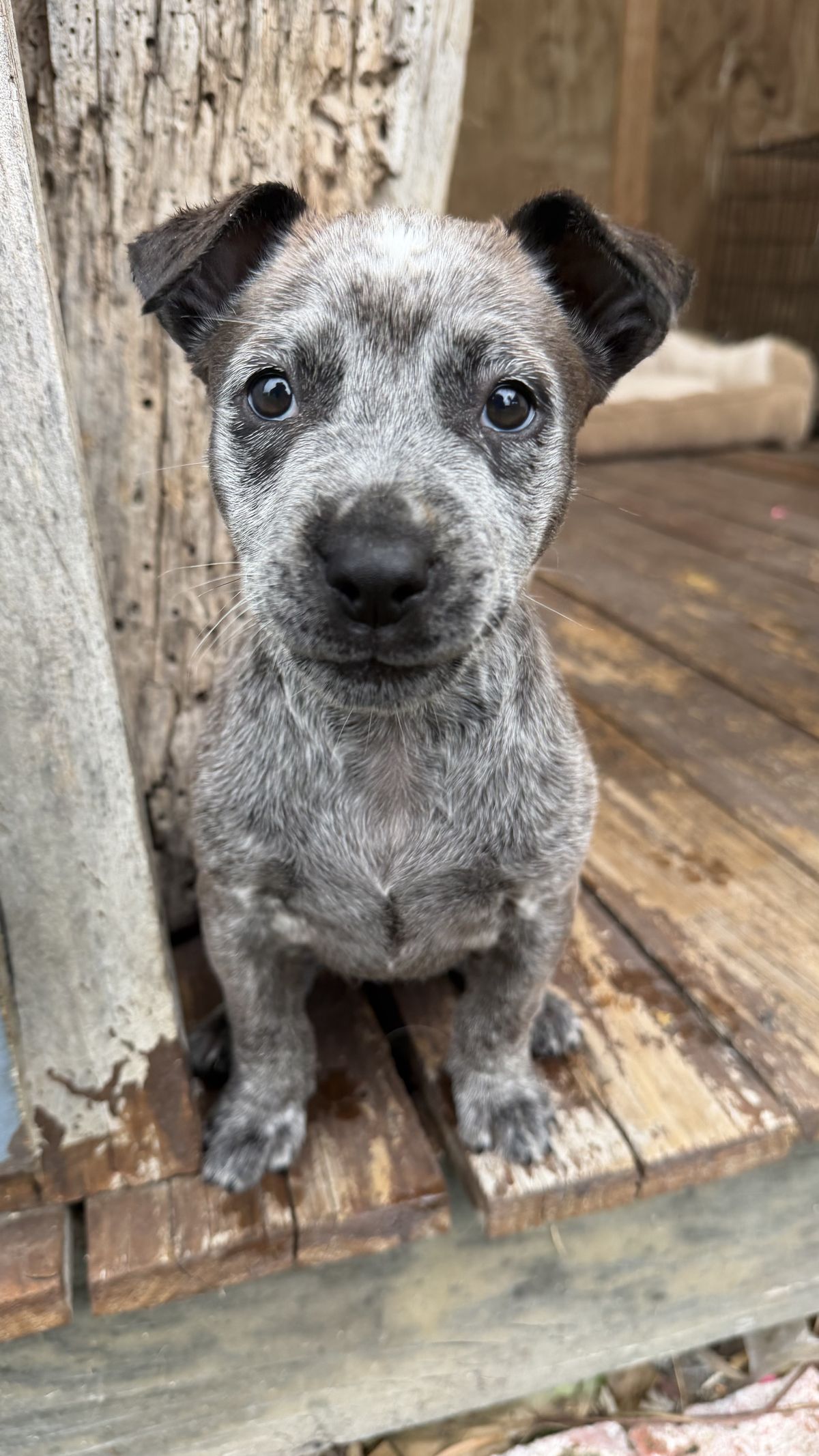 Gallery image: Betty - Lou