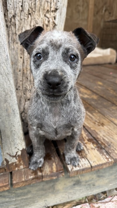 Betty - Lou - Medium Cross Breed
