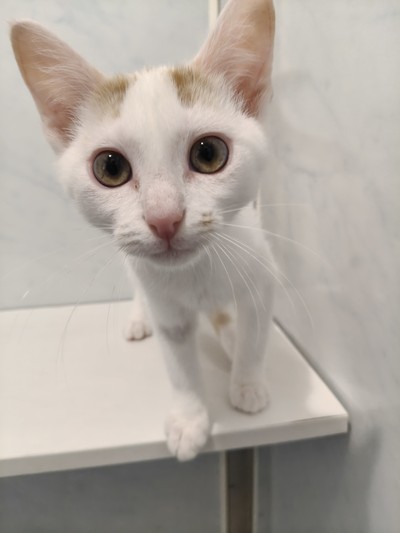 Cone - Domestic Short Hair