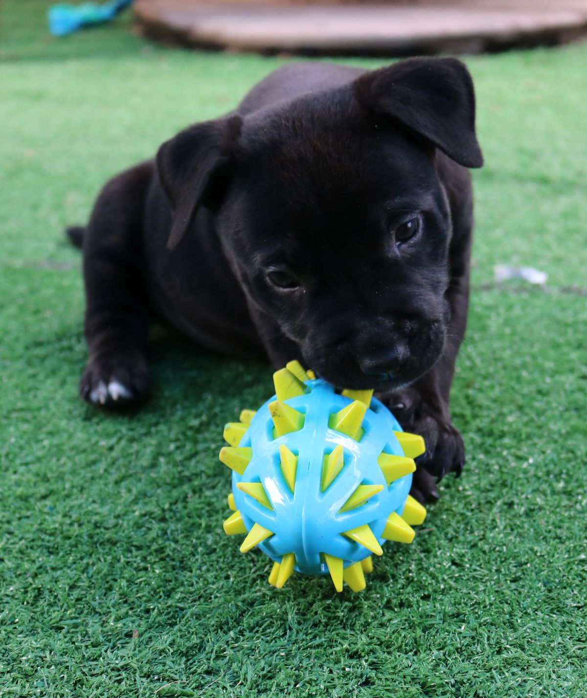 Gallery image: Romeo