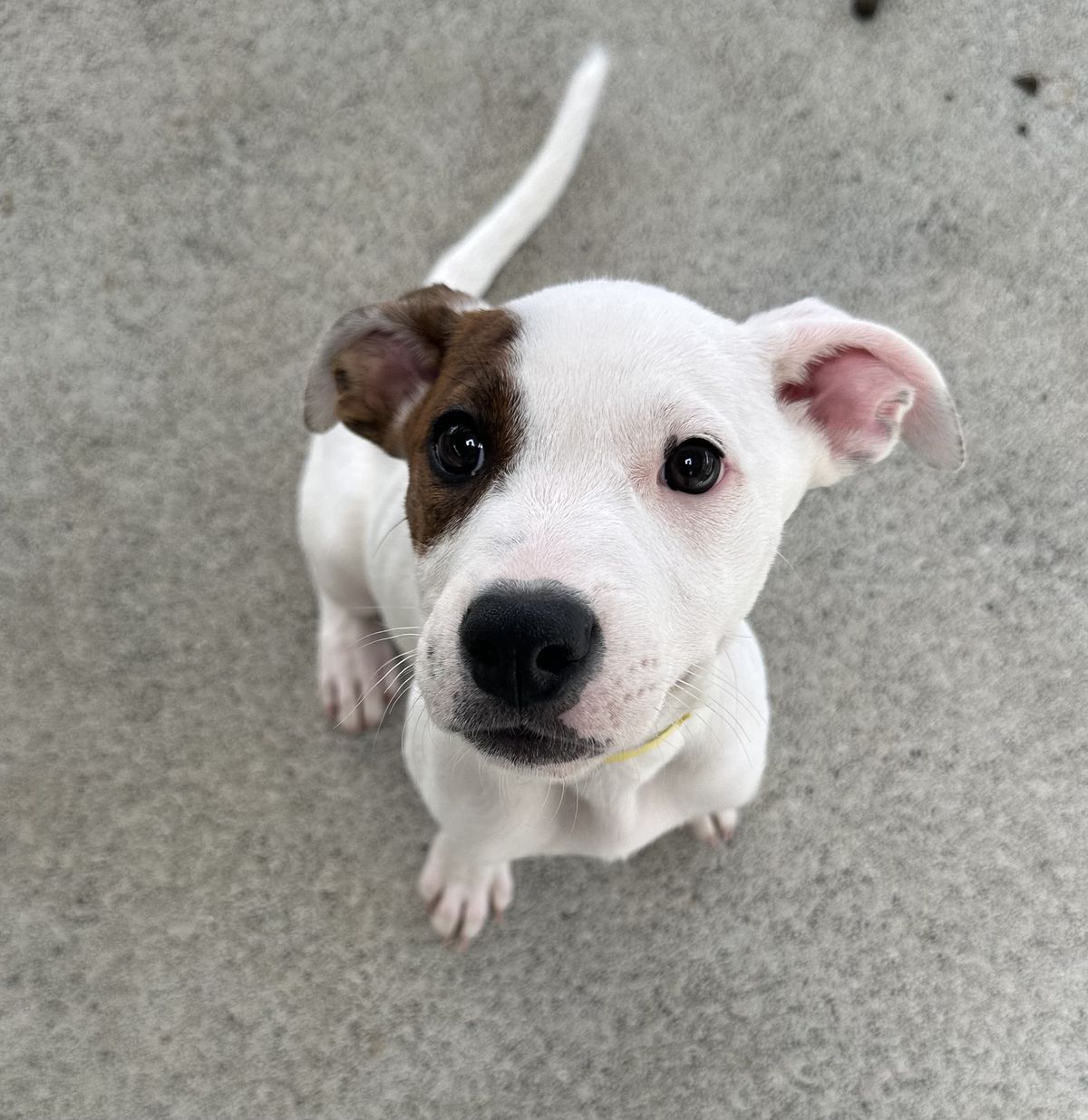 Gallery image: Sugar