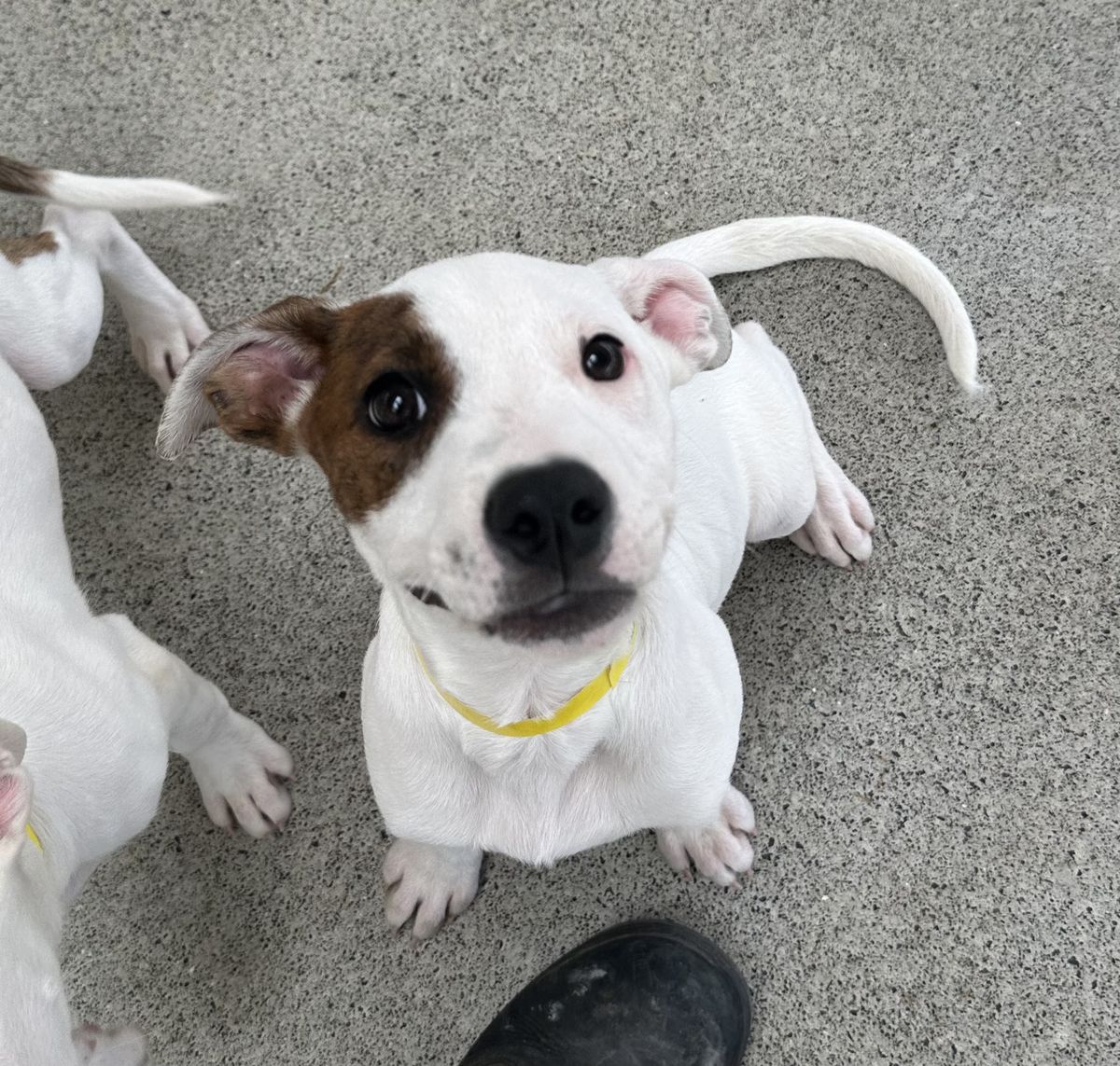 Gallery image: Sugar