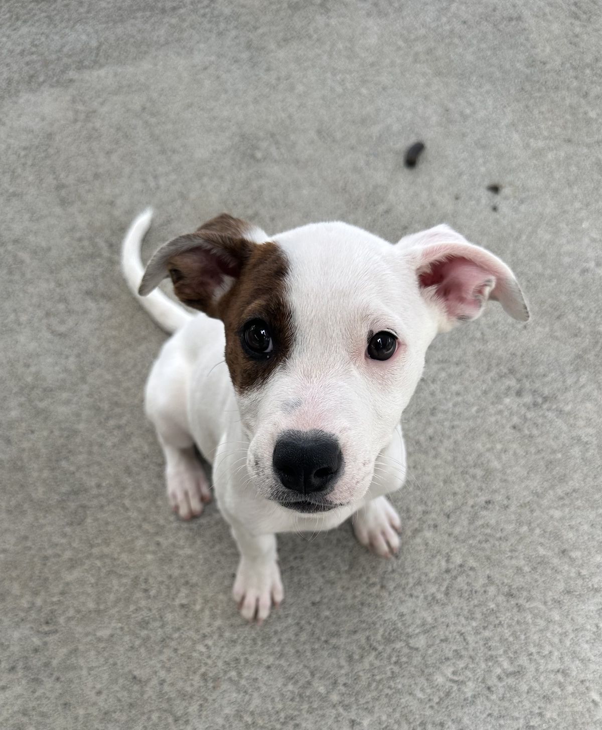 Gallery image: Sugar