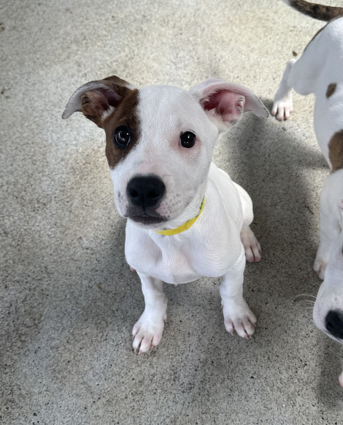 Gallery image: Sugar