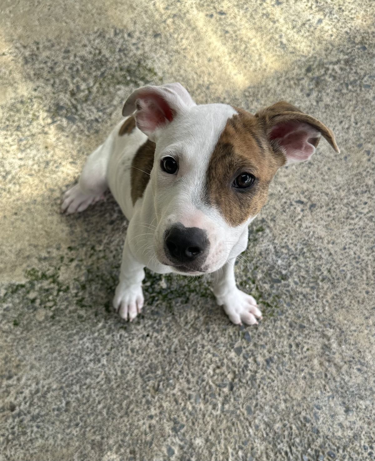 Gallery image: Sorbet