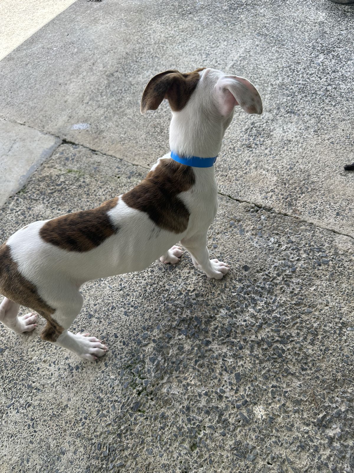 Gallery image: Sorbet