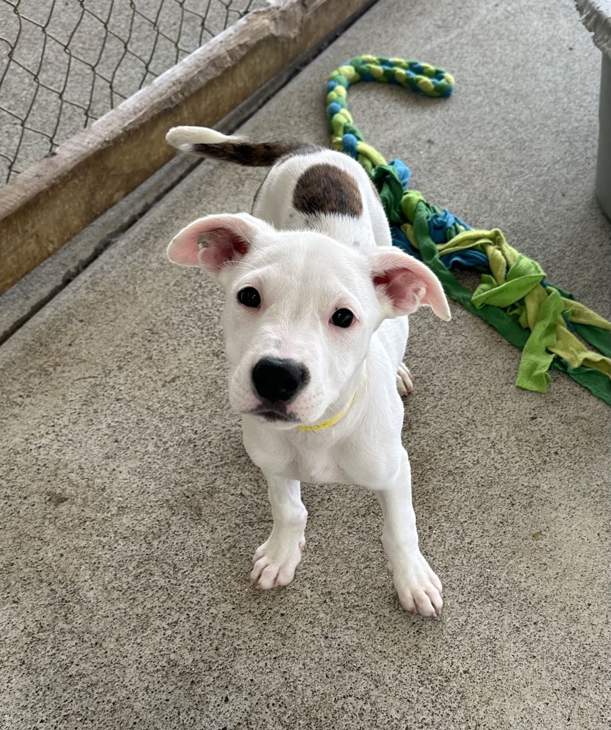 Gallery image: Sprinkle