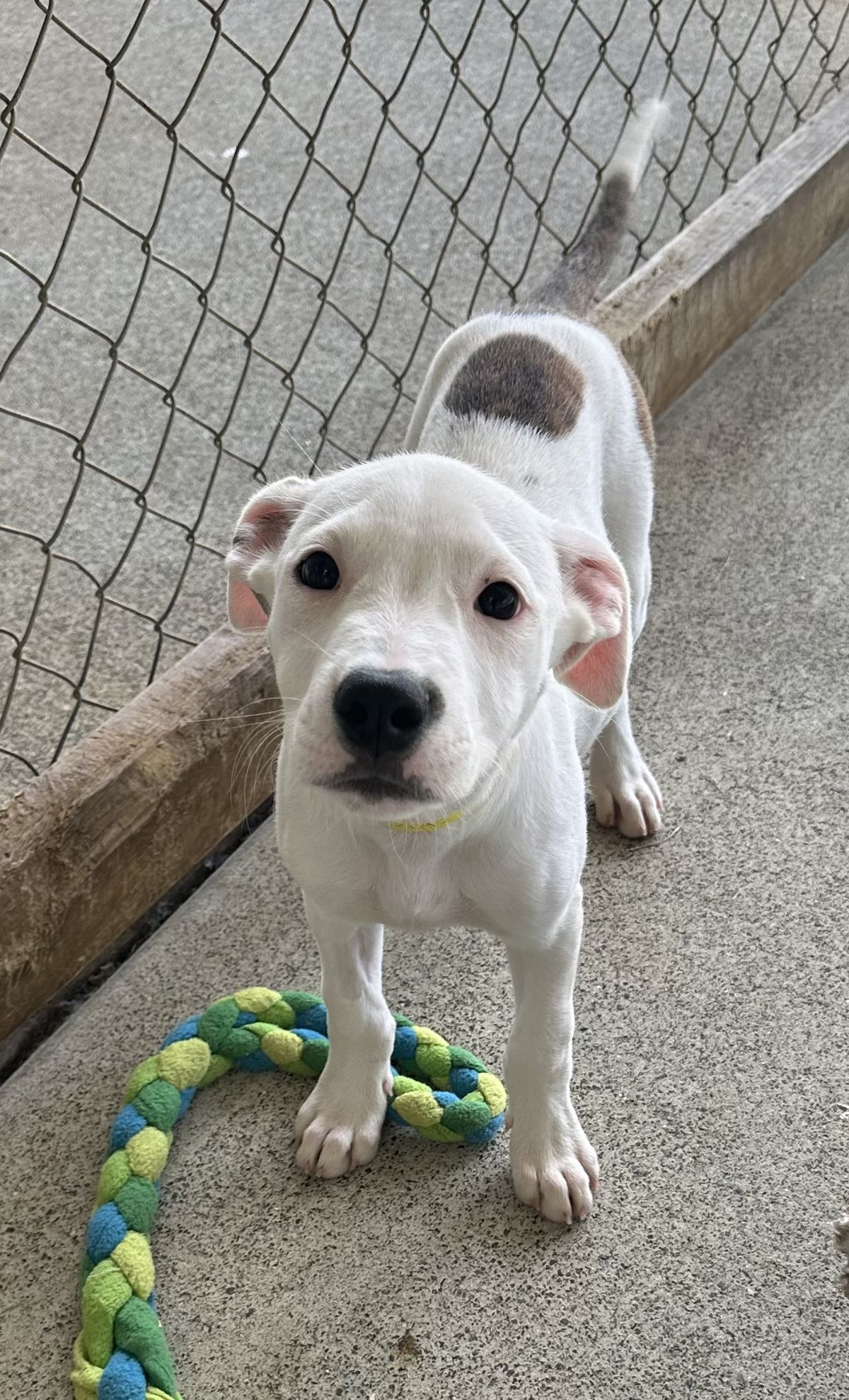 Gallery image: Sprinkle